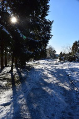 Karlı ve ağaçlı kış ormanı