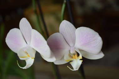 Bahçedeki güzel pembe orkide