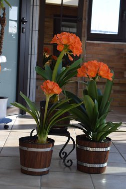 Evin arka bahçesinde güzel çiçekler var..