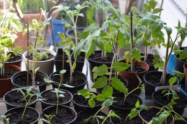 Plastik bir tencerede bir sürü yeşil domates tohumu