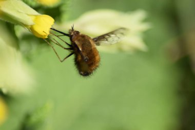 Bir çiçeğin üzerindeki arıya yaklaş.