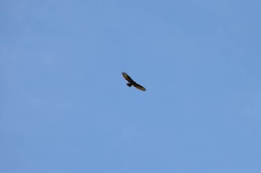 Gökyüzünde avlanan kartal