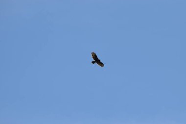 # Mavi gökyüzünde uçan kartal kuşu #