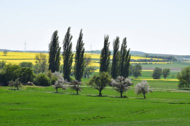 Tarlada bir ağaç olan manzara