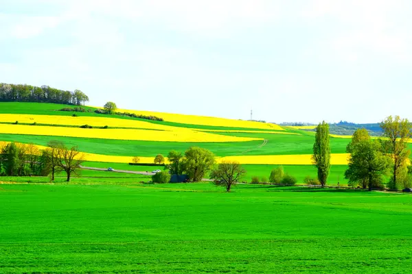 Buğday tarlası ve mavi gökyüzü olan güzel bir manzara.