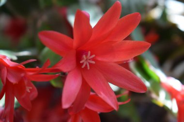 Güzel botanik fotoğrafı, doğal duvar kağıdı.