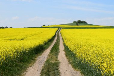 Tecavüz ve mavi gökyüzü
