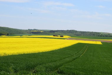 tarla ve mavi gökyüzü