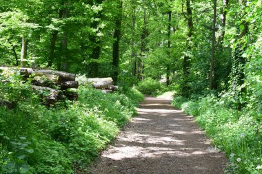 İlkbaharda güzel orman yolu