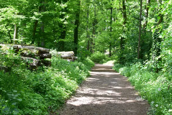 İlkbaharda güzel orman yolu