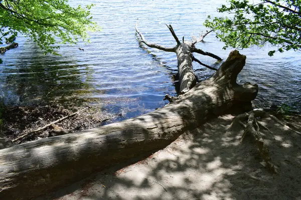 Göldeki ormanın arka planında kırık bir ağaç gövdesinin görüntüsü.