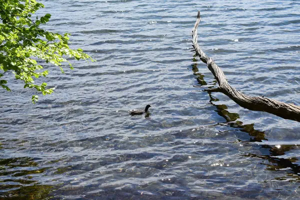 Ormandaki ağaç dalları