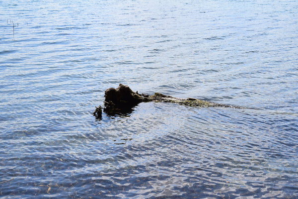 вертикальный снимок очаровательного бурого медведя в воде