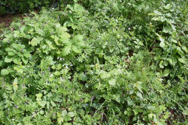 Bahçedeki yeşil çimenler