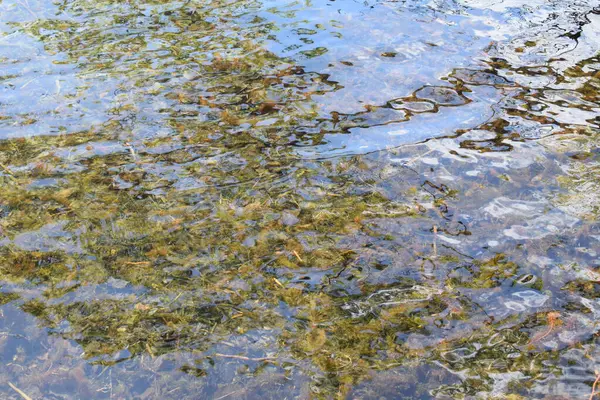 Ormanın güzel manzarası