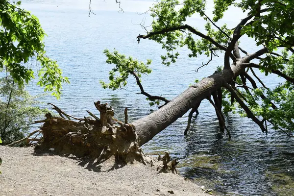 Göl kıyısında ağaç