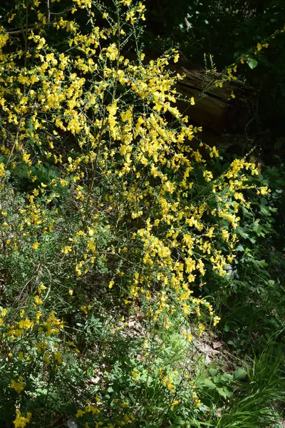 Bahçede sarı çiçek açıyor..
