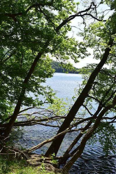 Ormandaki nehrin güzel manzarası