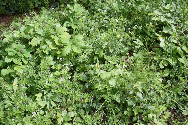 Bahçedeki yeşil çimenler