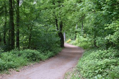 Yeşil ormandaki patika