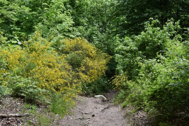 İsrail 'in kuzeyindeki dağlara giden yol.