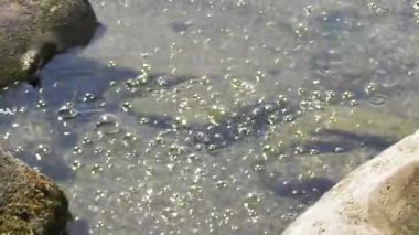 Sudaki beyaz balığa yaklaş.