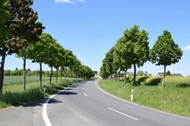 Yazın yeşil ağaçlarla dolu kırsal cadde
