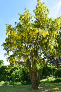 Sarı çiçekler, bitkiler ve yapraklar.