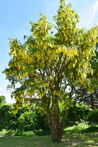 Sarı çiçekler, bitkiler ve yapraklar.
