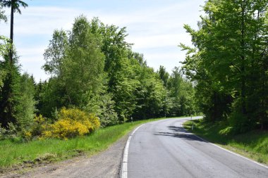 Ormanda ağaçlar olan asfalt yol. Yaz manzarası