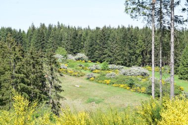 Ormanda beyaz çiçekli güzel bir tarla manzarası