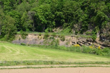 Büyük ağaçlı yeşil bir tarla manzarası