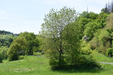 Küçük bir yolu olan güzel bir bahar manzarası