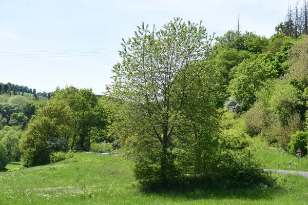 Küçük bir yolu olan güzel bir bahar manzarası