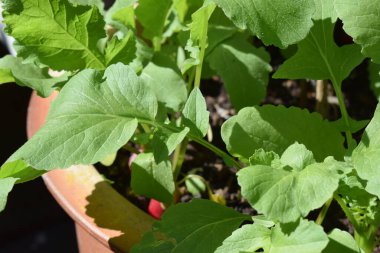 Bahçedeki yeşil bitkiler