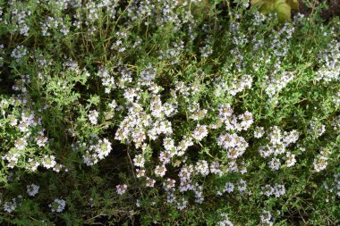 Ormanın güzel manzarası