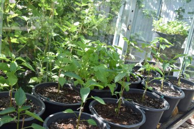 Seradaki saksılarda yetişen yeşil bitkilerin seçici odak noktası.