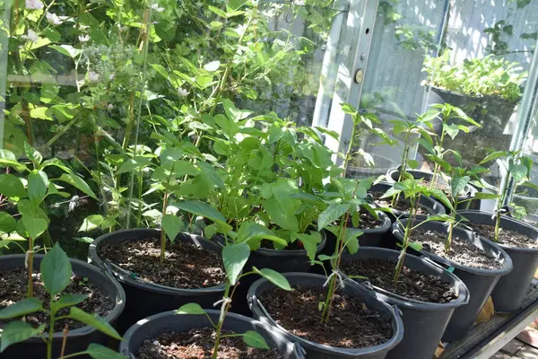 Seradaki saksılarda yetişen yeşil bitkilerin seçici odak noktası.