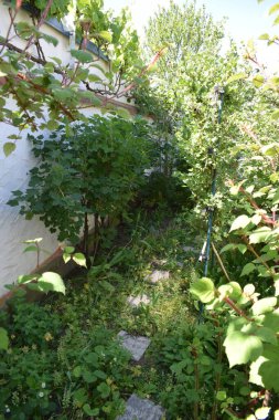 Bahçenin güzel manzarası