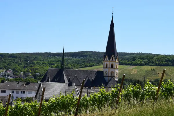 Kuzeydeki Moselle köyündeki bir üzüm bağının güzel manzarası - Westphalia, Almanya