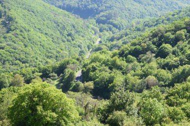 Dağlardaki yeşil orman