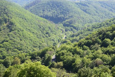 Yazın ormanın manzarası