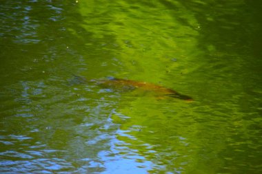 Suda yeşil yapraklar