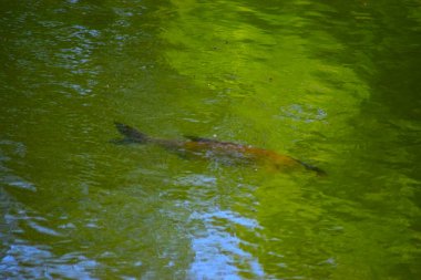 Ormandaki göletin güzel manzarası