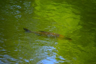 Şehirdeki göletin güzel manzarası.