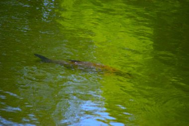 Güzel, yeşil bir su yüzeyinin yakın çekimi.
