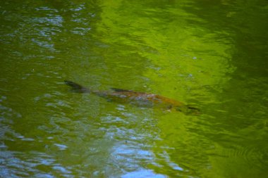 Yazın Batumi şehrindeki gölette küçük bir balığın güzel bir fotoğrafı..