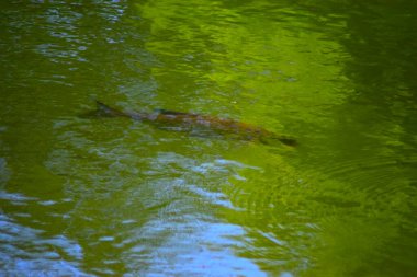 Gölde küçük bir timsah.