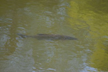 Gölette küçük bir timsah..