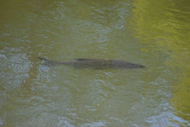 Sudaki bir balığın yakın plan fotoğrafı.